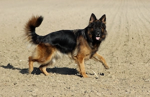 Pui ciobanesc german cu pedigree - imagine 2