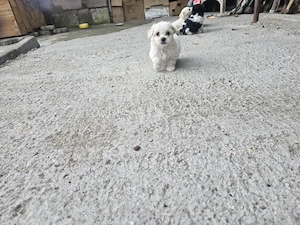 Bichon maltez si havanez  - imagine 3