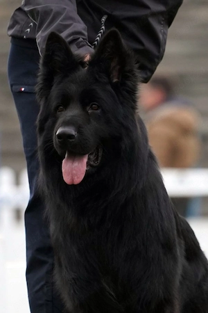 Pui ciobanesc german cu pedigree - imagine 3