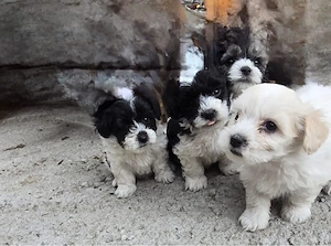 Bichon maltez si havanez 