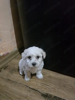 Bichon maltez si havanez  - imagine 5