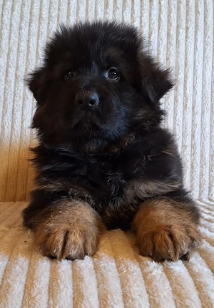 Pui ciobanesc german cu pedigree - imagine 4