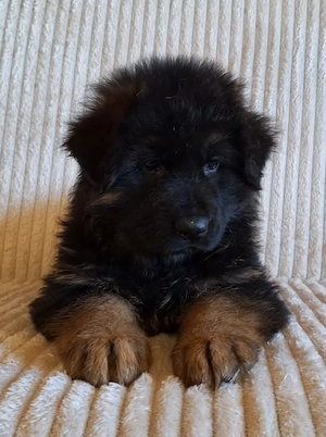Pui ciobanesc german cu pedigree - imagine 5