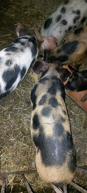 Vând 6 purcei la 8 săptămâni 