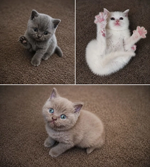British Shorthair 