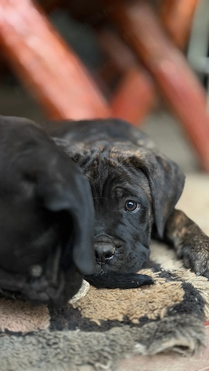 Pui mascul Cane Corso