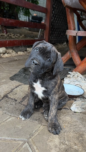 Pui mascul Cane Corso - imagine 4
