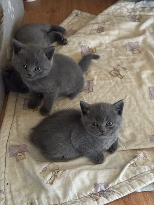 Pisica British shorthair - imagine 3