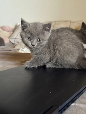 Pisica British shorthair - imagine 2