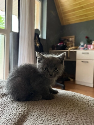 Pisica British shorthair - imagine 4