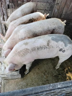 De vânzare porcii.