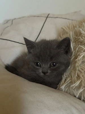 Pisica British shorthair - imagine 5
