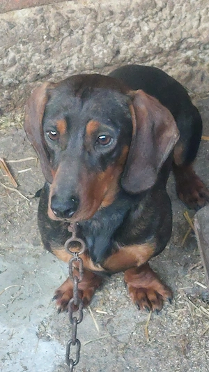 Vând căței Tekel