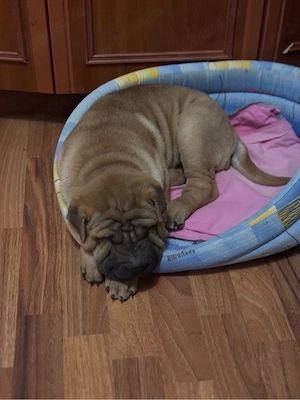 Shar pei de vanzare! - imagine 4