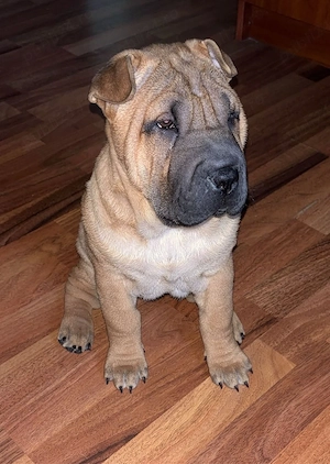 Shar pei de vanzare! - imagine 5