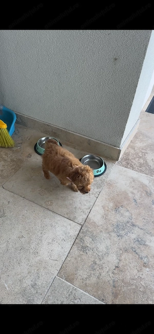 Ei sunt Milo și Minny,doi pudeli superbi dar  din păcate nu îi mai putem ține. - imagine 3