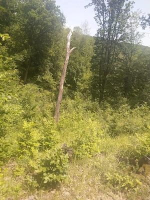 Teren extravilan, padure, 20.000mp2, Posesti Prahova - imagine 5
