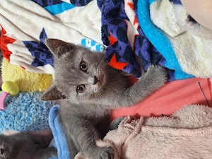 Fetiță British shorthair  - imagine 3