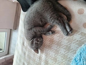Fetiță British shorthair  - imagine 2