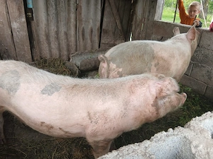 vand porc 150 kg - imagine 2