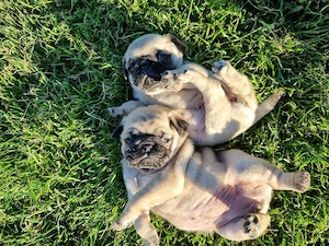Vând 2 fetite pug mops, vârsta 2 luni - imagine 2
