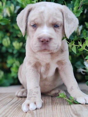 America bully Disponibile  - imagine 3