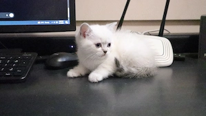 British Shorthair si Scotish Fold - imagine 2