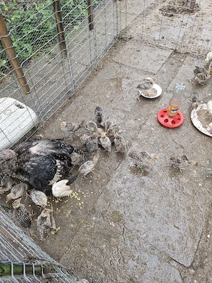 Vînd pui curcă,1 lună