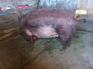 scroafa duroc  gestanta in 2 luni - imagine 4