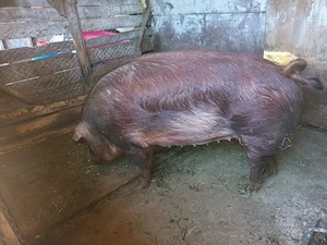 scroafa duroc  gestanta in 2 luni - imagine 2