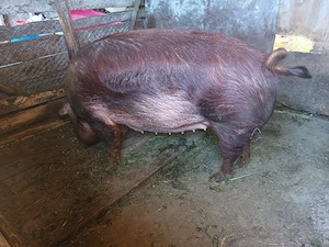 scroafa duroc  gestanta in 2 luni - imagine 5