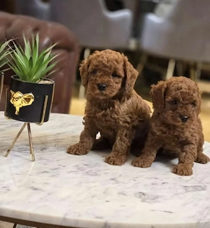 Caniche pitic Poodle Toy cu Factura|Garantie|Microcip|Carnet|Vaccin-TRANSPORT GRATUIT LA BUCURESTI - imagine 2