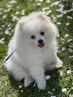 Pomeranian de vânzare 