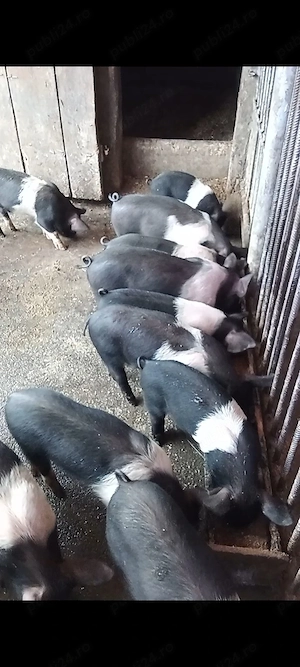 Porci purcei soldani Bazna - imagine 4