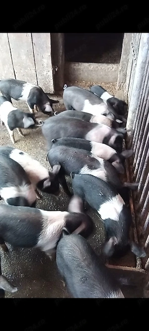 Porci purcei soldani Bazna - imagine 5