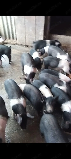 Porci purcei soldani Bazna