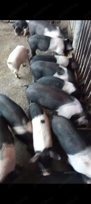 Porci purcei soldani Bazna - imagine 2