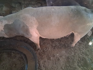 Scroafă petrean gestantă