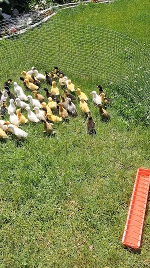 Vând rățuște pt detalii la tel  