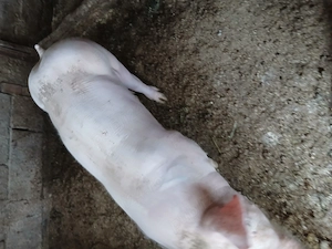 De vanzare o scrofita pietrea are an jur 50-55 kg