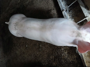 De vanzare o scrofita pietrea are an jur 50-55 kg - imagine 2