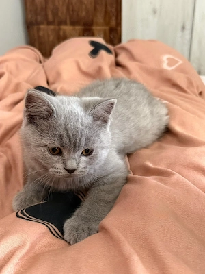 British shorthair Blue  - imagine 4