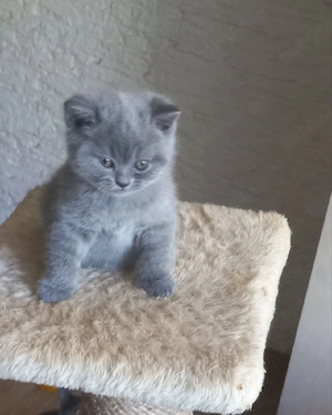 British shorthair Blue  - imagine 3