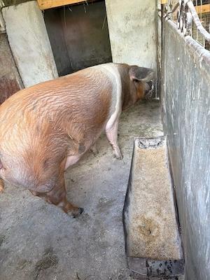 Vând porci mari      