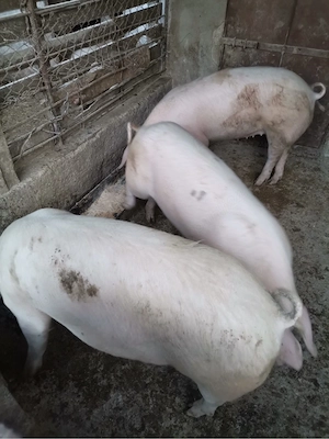 Vand porci 100-120kg bucata