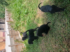 Donez căței din mamă labrador 