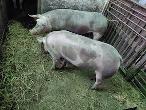 De vânzare porci rasa pietrain
