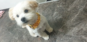 Bichon baietel 7 luni - imagine 2