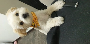Bichon baietel 7 luni