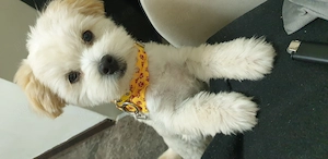 Bichon baietel 7 luni - imagine 4